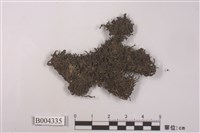 藏品(南亞瓦鳞蘚)的圖片